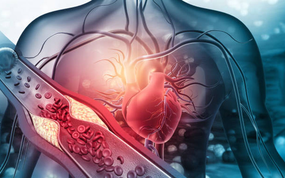 A Fisiologia do Coração